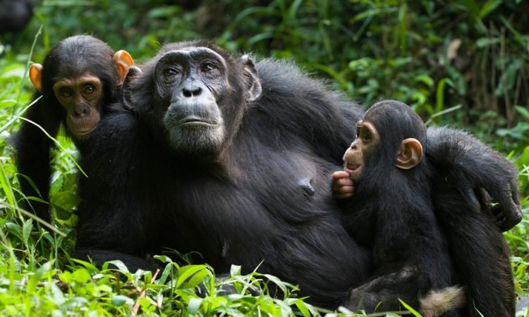 ChimpanzeeTrackingx